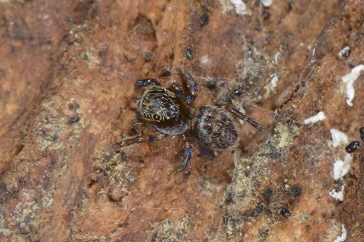 Salticidae?